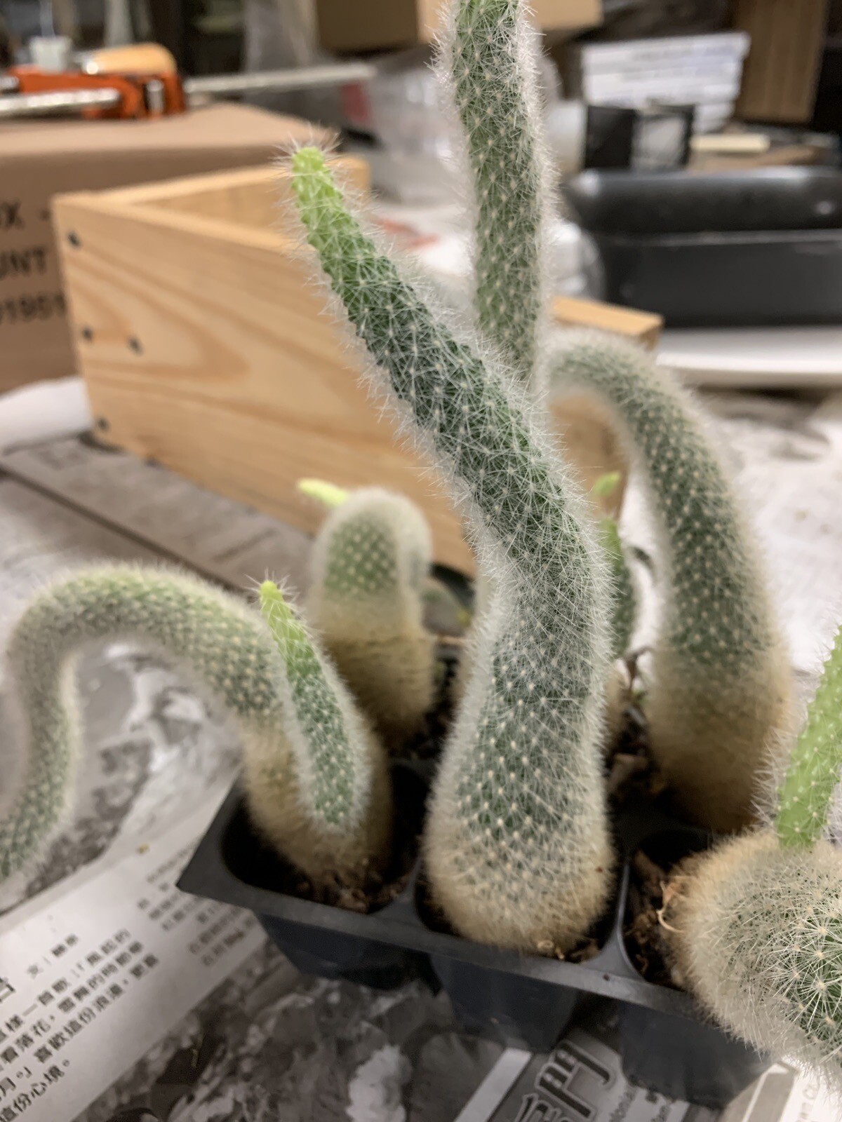 Rebutia narvaecensis cactus pink flowers 1-2 year old bare root