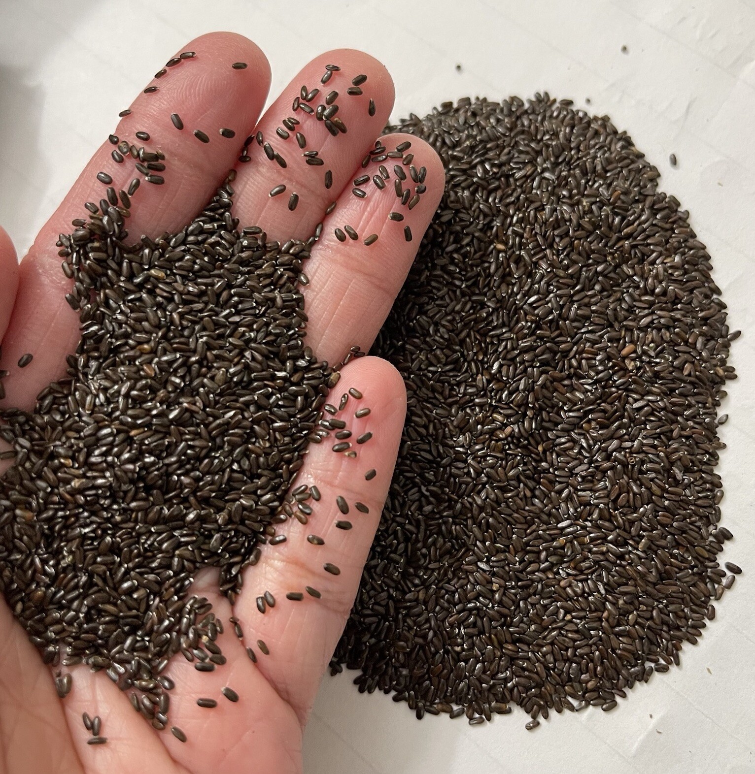 100+ SEEDS Organic Lavender | English Vera Lavender | Perennial