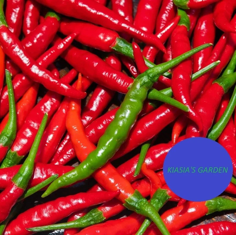 Hot Pepper Seed Mix Garden Collection, Heirloom Seeds, 12+ Top Seeds