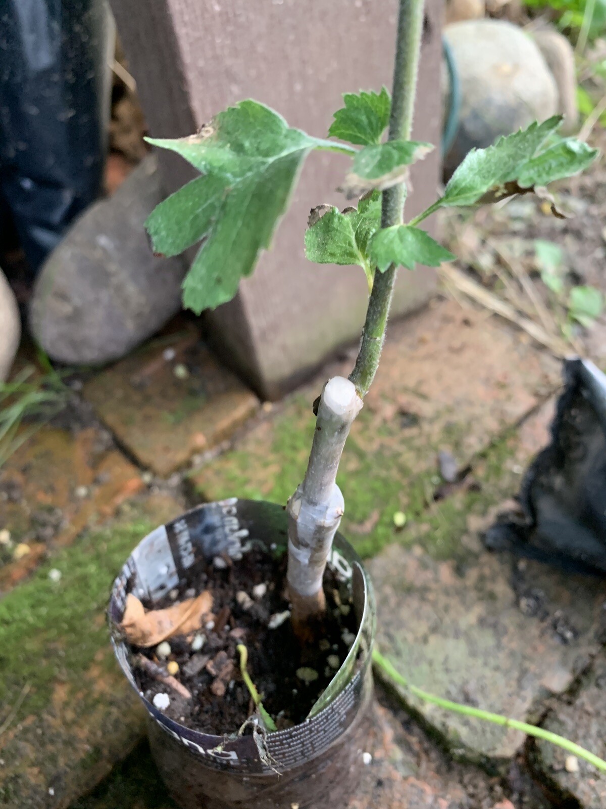 12-18” Tall Golden Girl black hawthorn (Crataegus sp.) 1 year old grafted plant