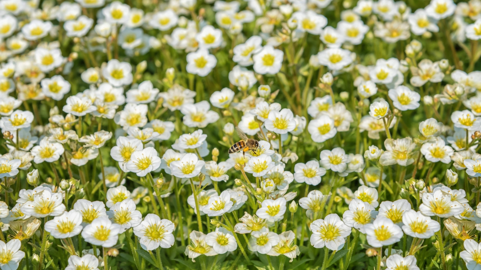 5 MADONNA ANEMONE Sylvestris White & Yellow Flower Seeds *Flat S/H