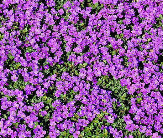 ROCK CRESS PURPLE Aubrieta Deltoidea – 2,200 Bulk Seeds
