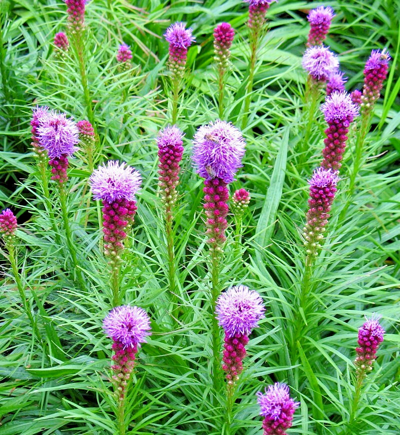 LIATRIS SPIKATA 101 SEEDS, PURPLE, A FEW WHITE, BLAZING STAR, GAYFEATHER