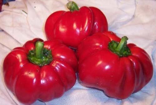 Pepper Sweet Pimento Great Heirloom Vegetable By Seed Kingdom 1 OZ Seeds