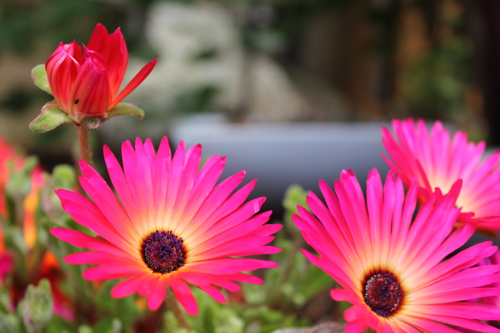 Dorotheanthus bellidiformis 25 Seeds – Livingstone Daisy
