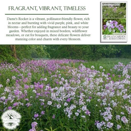 Dame’s Rocket Flower Seeds, 1000+ Non-GMO Heirloom Seeds, Vibrant