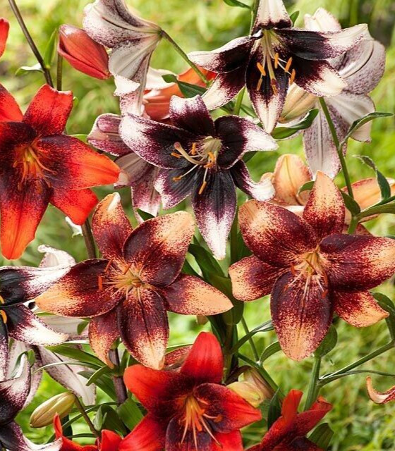 2 – TRIBAL TATTOO ASIATIC LILY Live Flower Bulb Combo * Bold Beautiful & Exotic