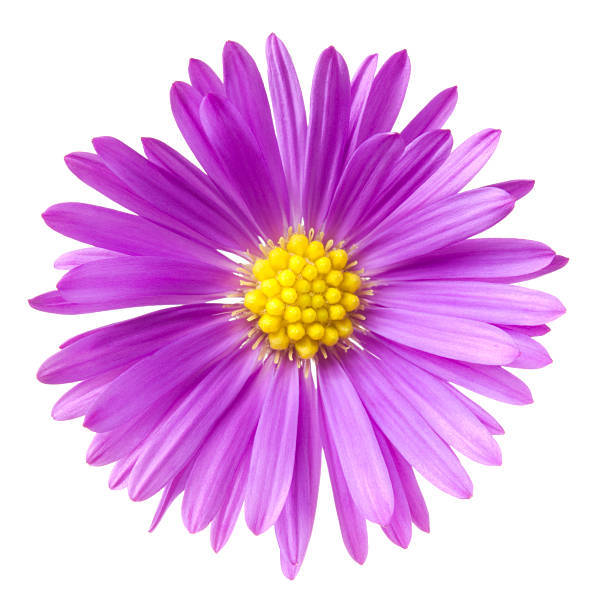 300+GIANT CALIFORNIA CHINA ASTER Mix Seeds Cut Flowers Summer Garden Container