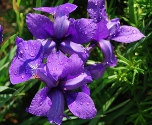 Iris sibirica Caesar’s Brother 25 seeds