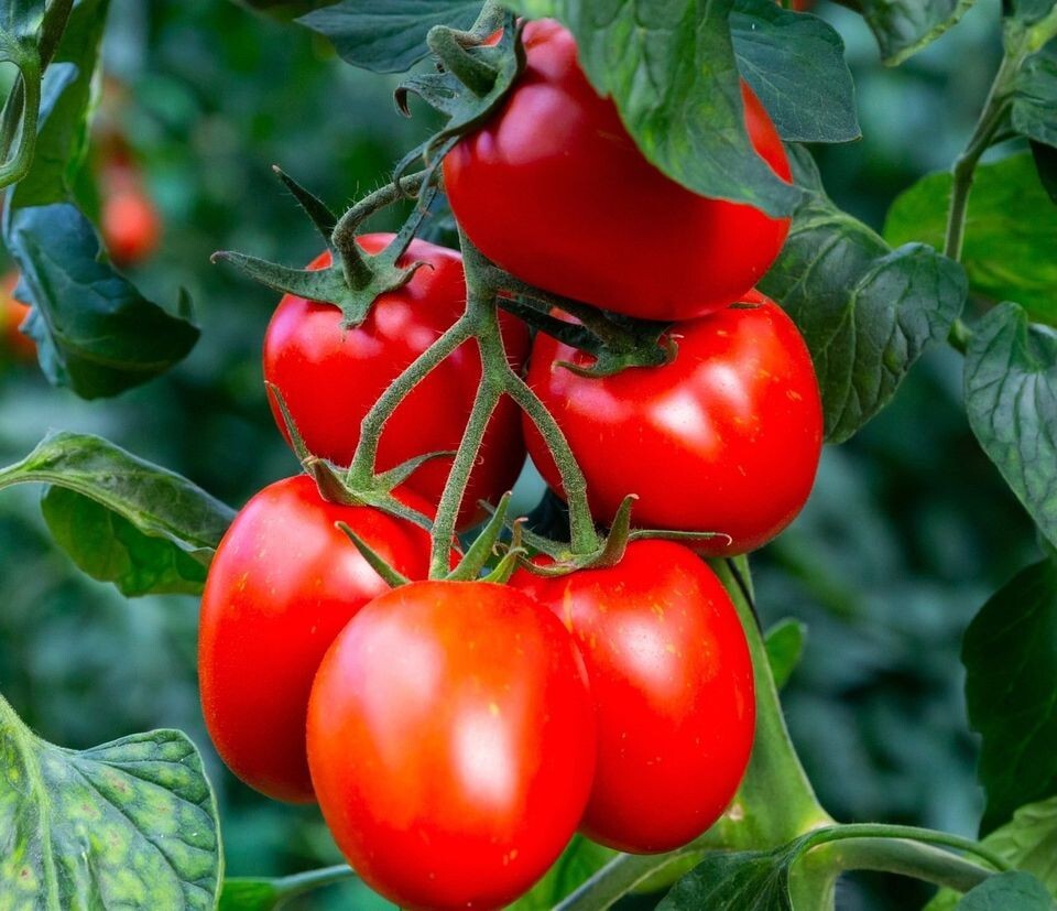 Tomato Seeds – Rio Grande – Determinate 150.mg
