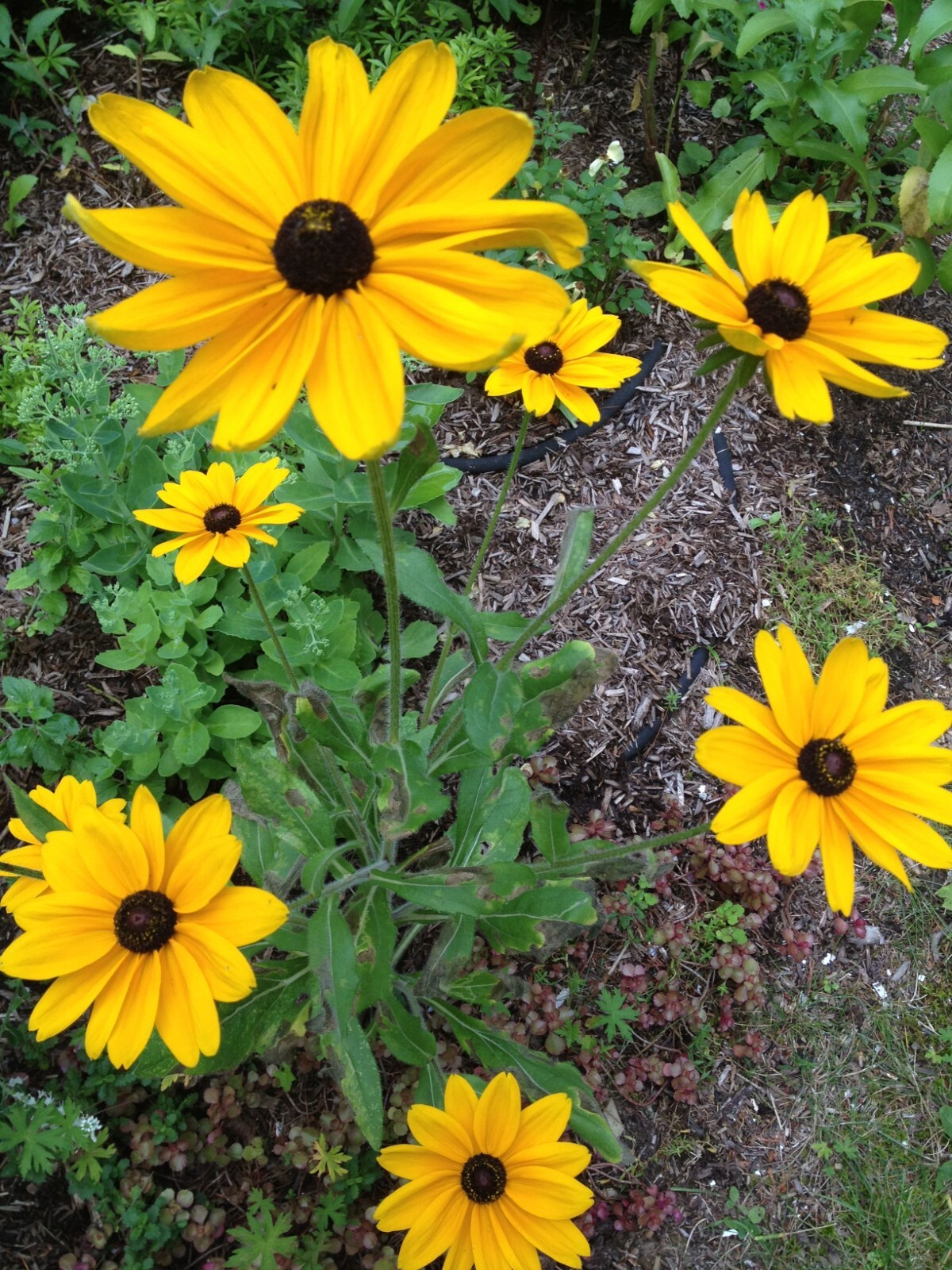 Brown Eyed Susan Flower Seeds, Seeds to Grow in Your Home Garden.
