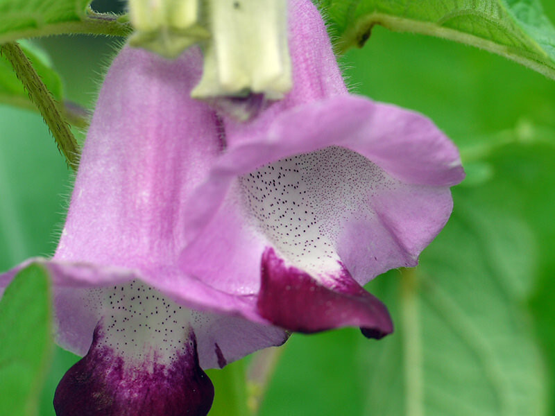 sesame, LIGHT CREAM TO PINK FLOWERS, 90 seeds! GroCo mad in US USA
