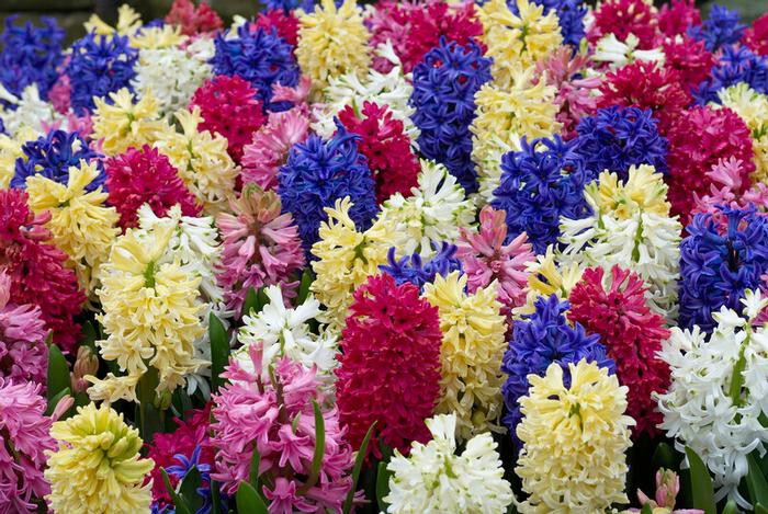 Three Rainbow Mixture Large Hyacinth Bulbs 12/14 cm