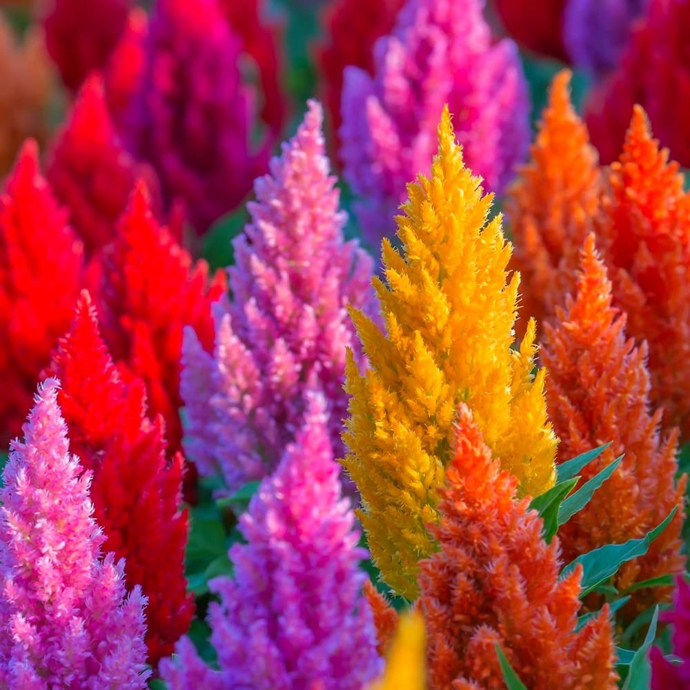 200 Seeds Celosia Plumosa Plumed Cockscomb Celosia Argentea Flower Garden