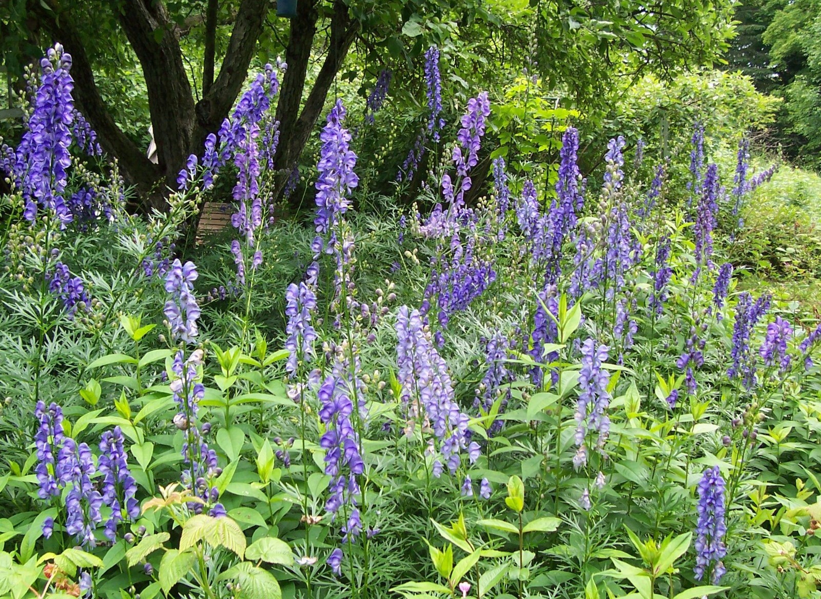 Monkshood flower seeds, 50 seeds. Aconitum. Perennial.