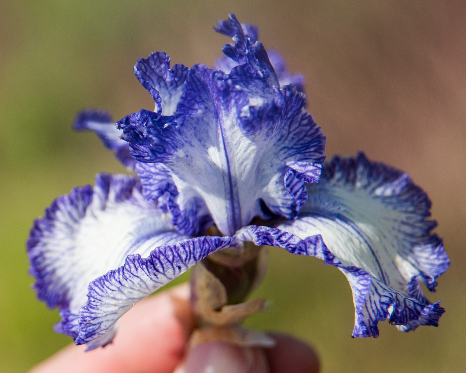 **INK PATTERNS** Tall Bearded Iris. Pre-Order, Combined Shipping: Jul – Sep