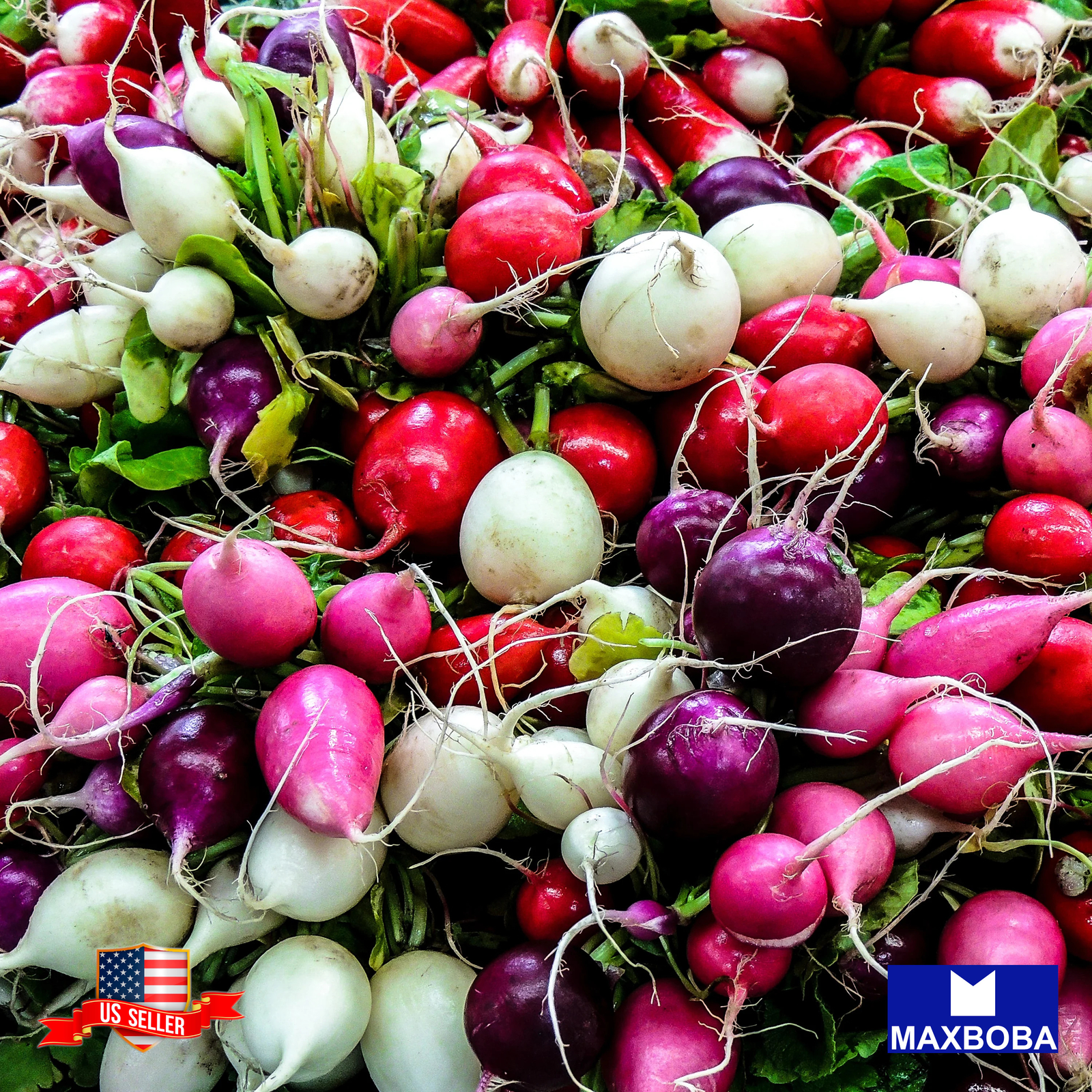 Fresh!! Radish Seeds Non-GMO