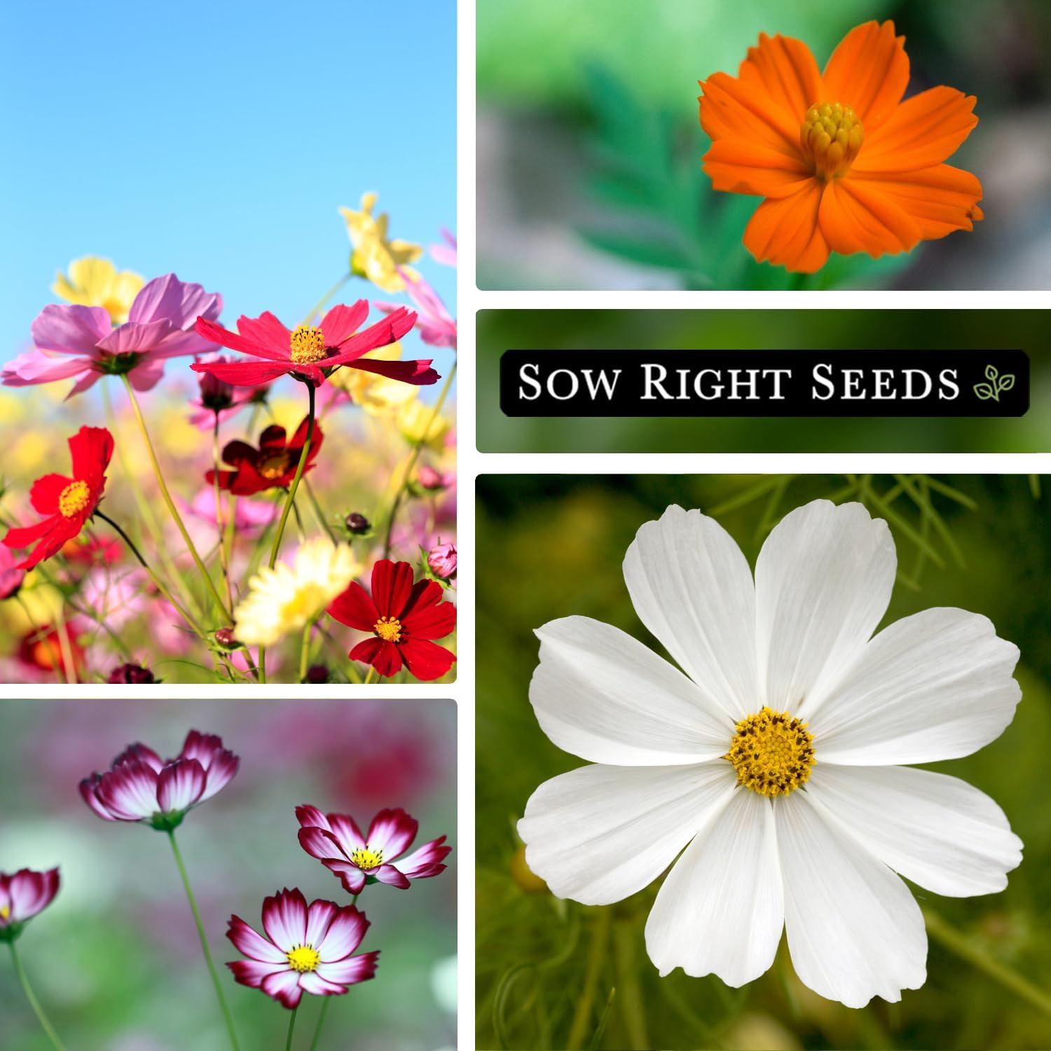 – Bulk Mixed Cosmos Seeds for Planting – 2 Ounce, 8500 Seeds – Non-Gmo Heirloom