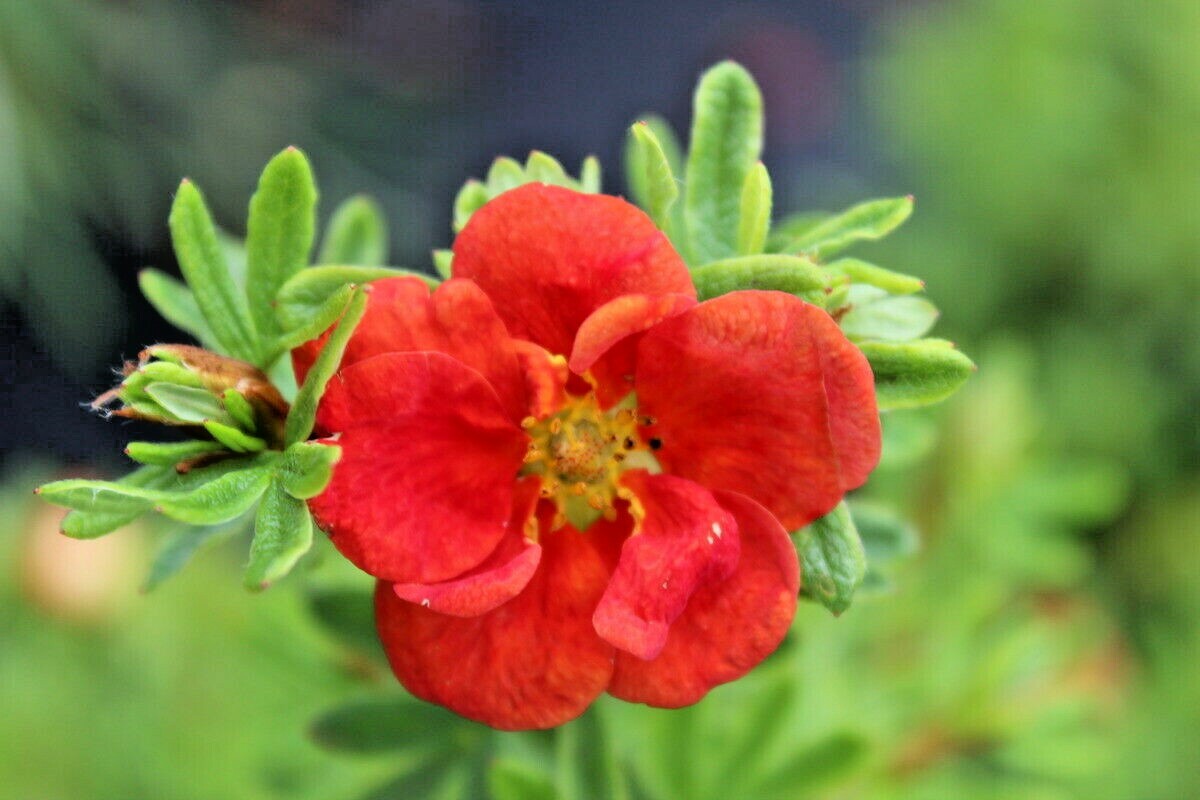 100+PONTENTILLA SCARLET CINQUEFOIL Seed Native Perennial Compact Flowering Shrub
