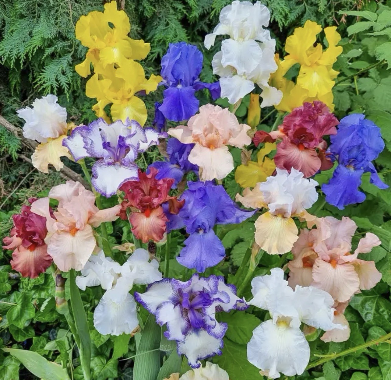 5 mixed tall bearded iris RHIZOMES