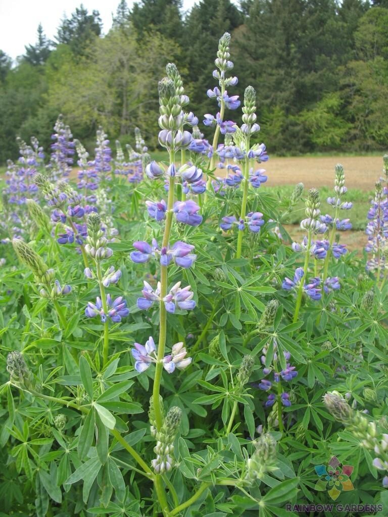 25+ Riverbank Lupine Seeds for Garden Planting – USA – FREE SHIPPING!