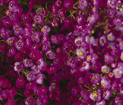 ALYSSUM ORIENTAL NIGHTS Lobularia Maritima – 1,100 Bulk Seeds