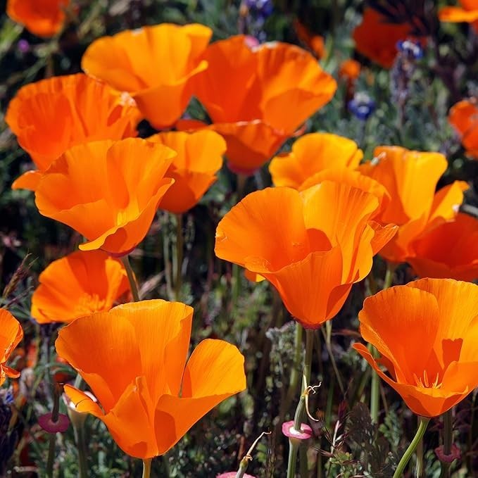 2,000 Stratified Orange California Poppy Flower Seeds Eschscholzia For Planting