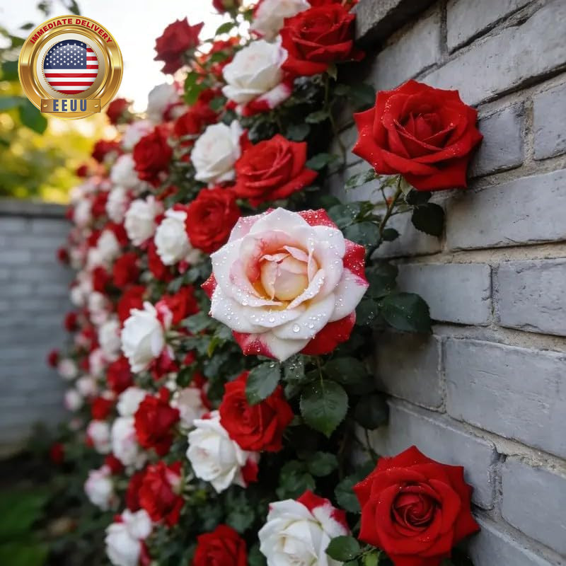 150+ Rare Twin Red White Rose Seeds – Rare Bicolor Red and White Rose Flower See