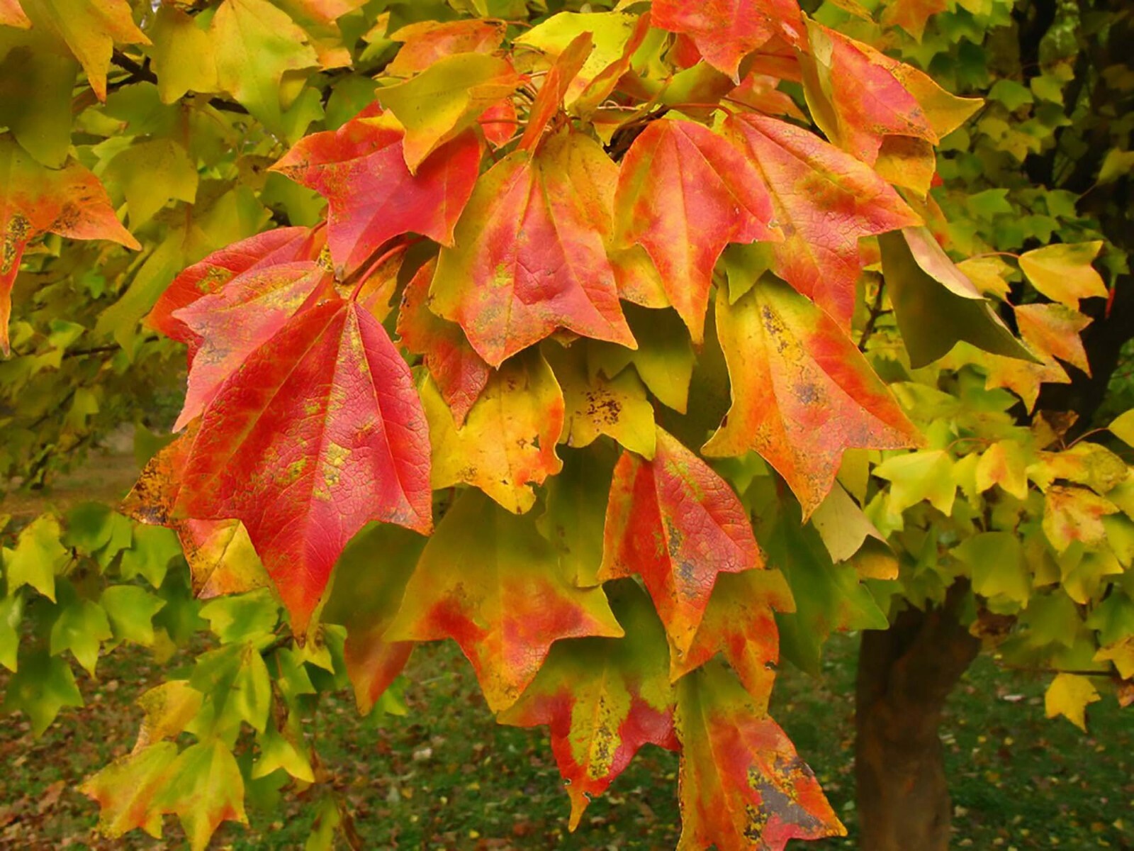 Trident Maple, Acer buergerianum, Tree Seeds