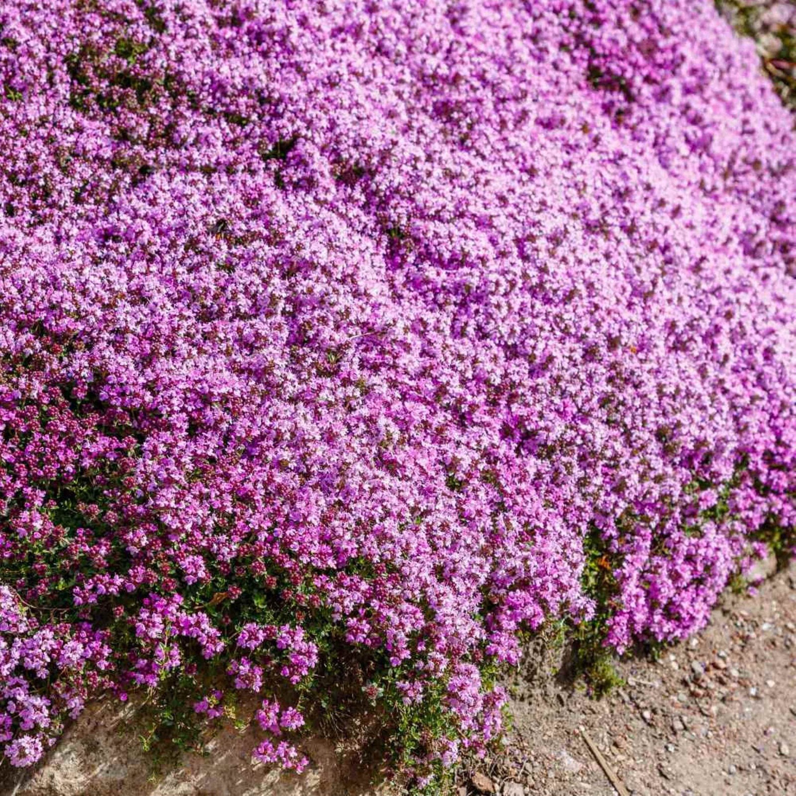 5000 Creeping Thyme -Thymus Serpyllum – 5000 Seeds – Groundcover