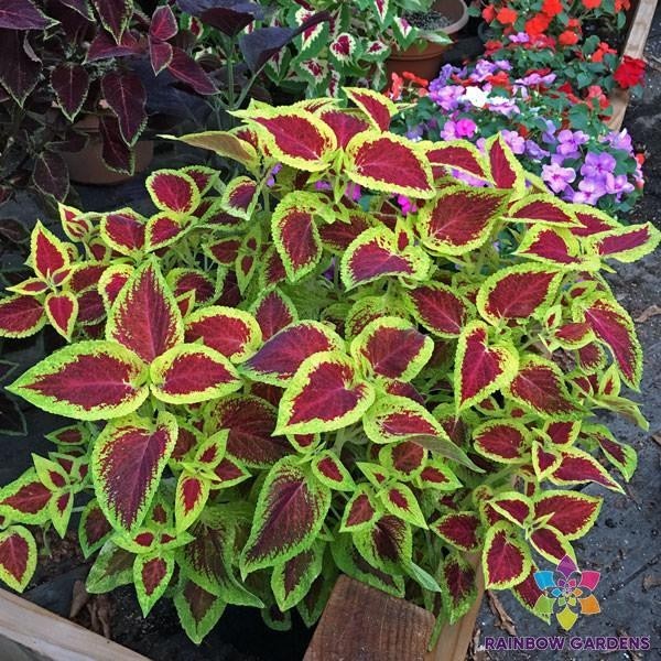 25+ Wizard Scarlet Coleus Seeds for Garden Planting – USA – FREE SHIPPING!