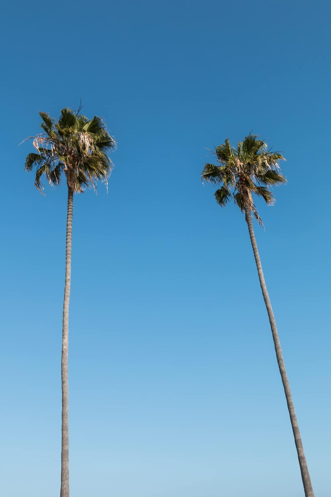 Mexican Fan Palm Tree Seeds, Washingtonia Robusta – 20 Seeds for Planting