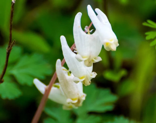 5 Wild Dutchman’s Breeches Dicentra cucullaria Bulbs/Bare root ~Woodland gardens
