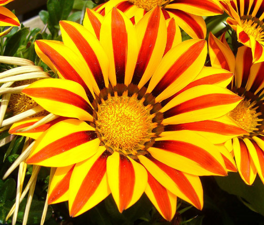 GAZANIA GARDEN LEADER RED STRIPED Gazania Rigens – 200 Bulk Seeds