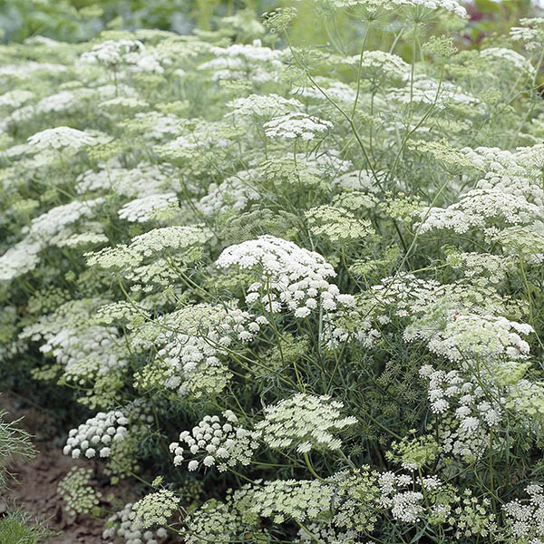 1001+BISHOP FLOWER Seeds Wildflower Queens Anne’s Lace Summer Garden Container