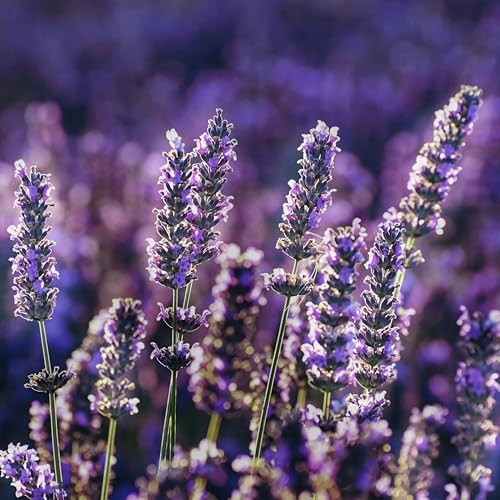 CarpetC 10000+ Lavender Seeds for Planting, Fragrant Perennial Herb Lavandula