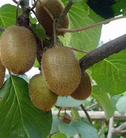 50Green Heart Kiwi Kiwi fresh fruit seed