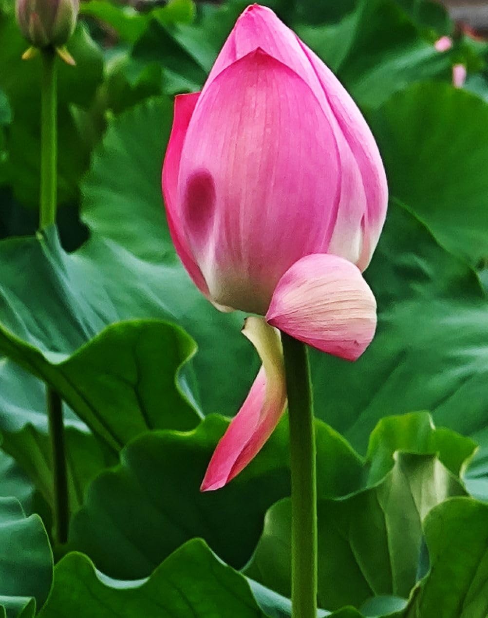 35 pcs Mini Lotus Seeds Variety Pack – Bonsai Lotus, Water Lily Garden Seeds …