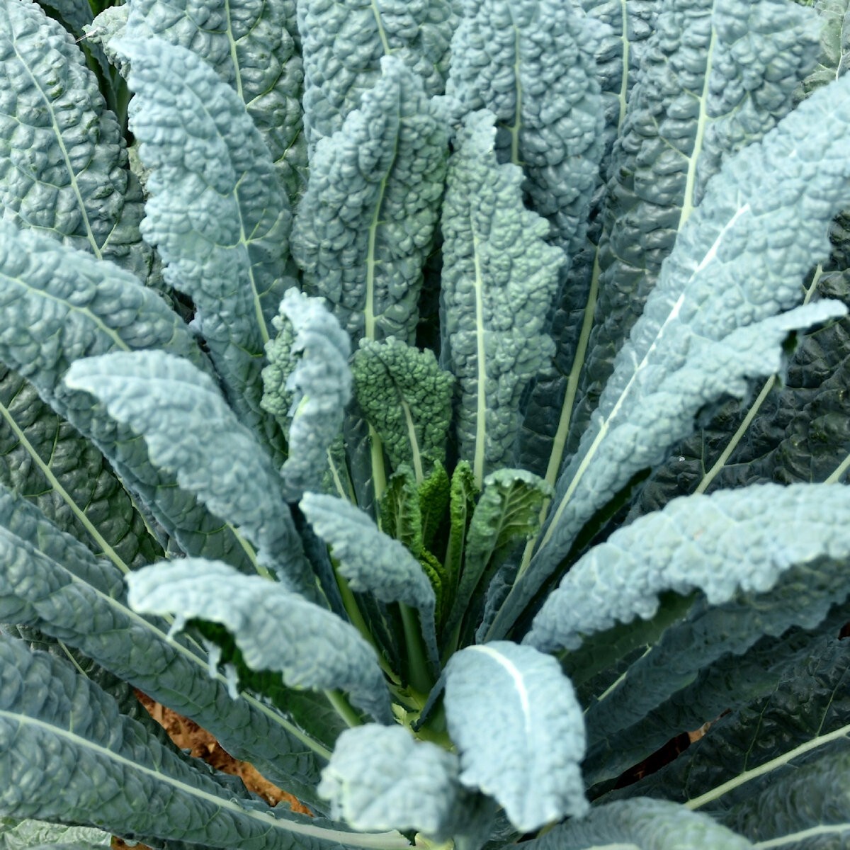 1/4 Lb Lacinato Kale Seeds – Everwilde Farms Mylar Seed Packet