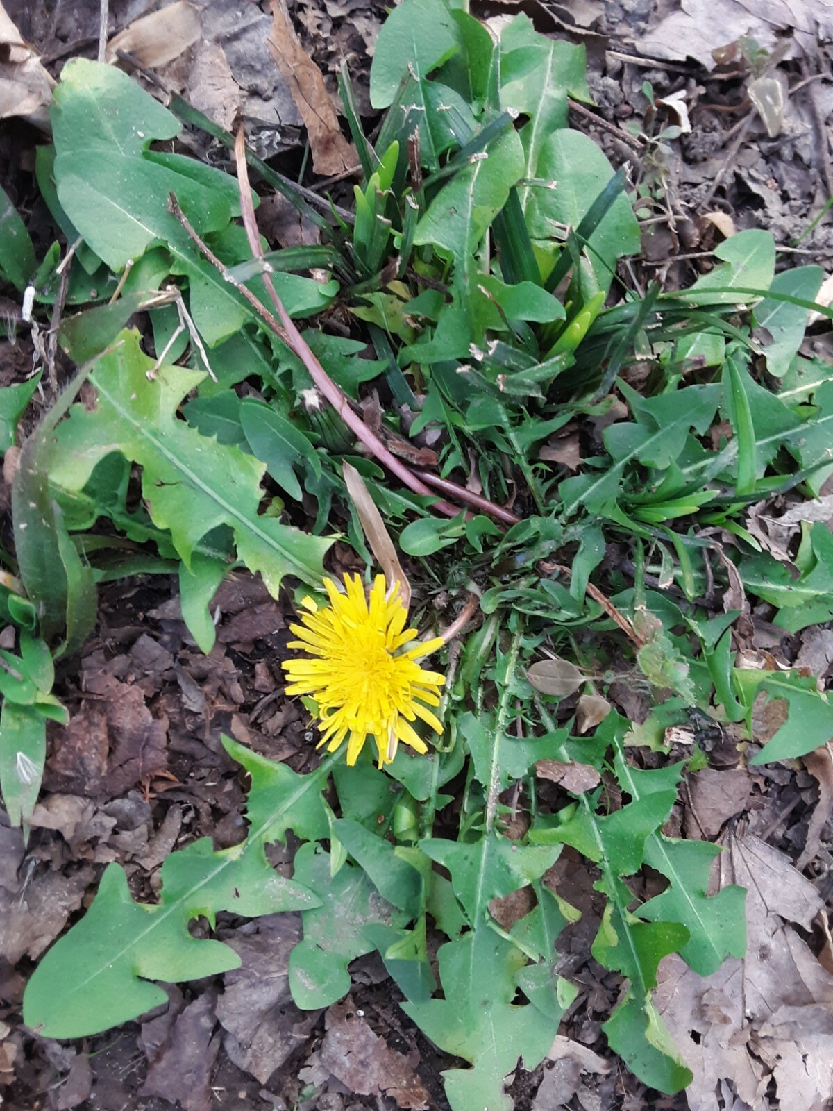 100 + Common Dandelion Seeds.US grown.