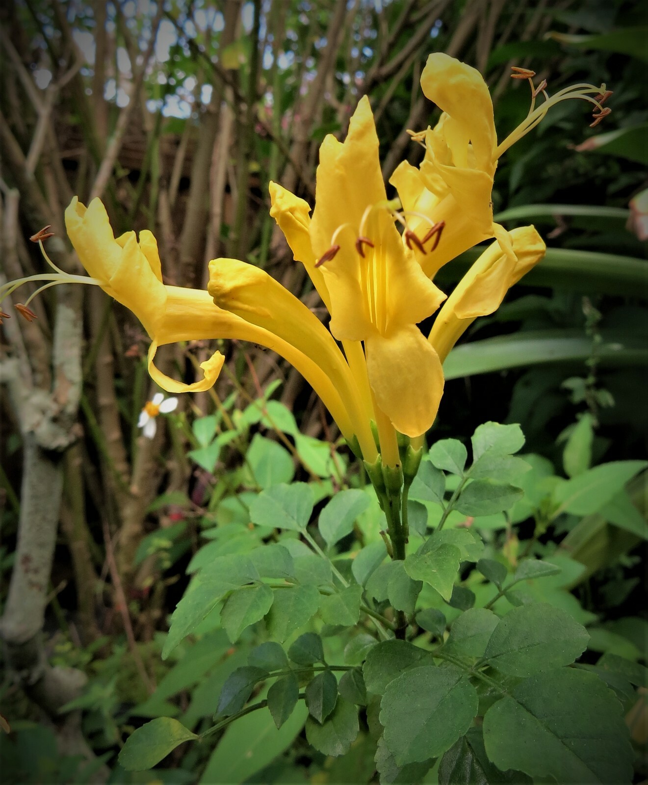 Cape honeysuckle ( Lutea yellow) VERY RARE SEEDS