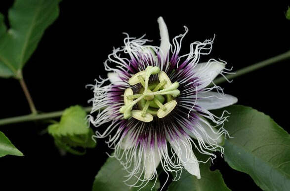 Passiflora edulis var. flavicarpa | Passion Vine | 10 Seeds