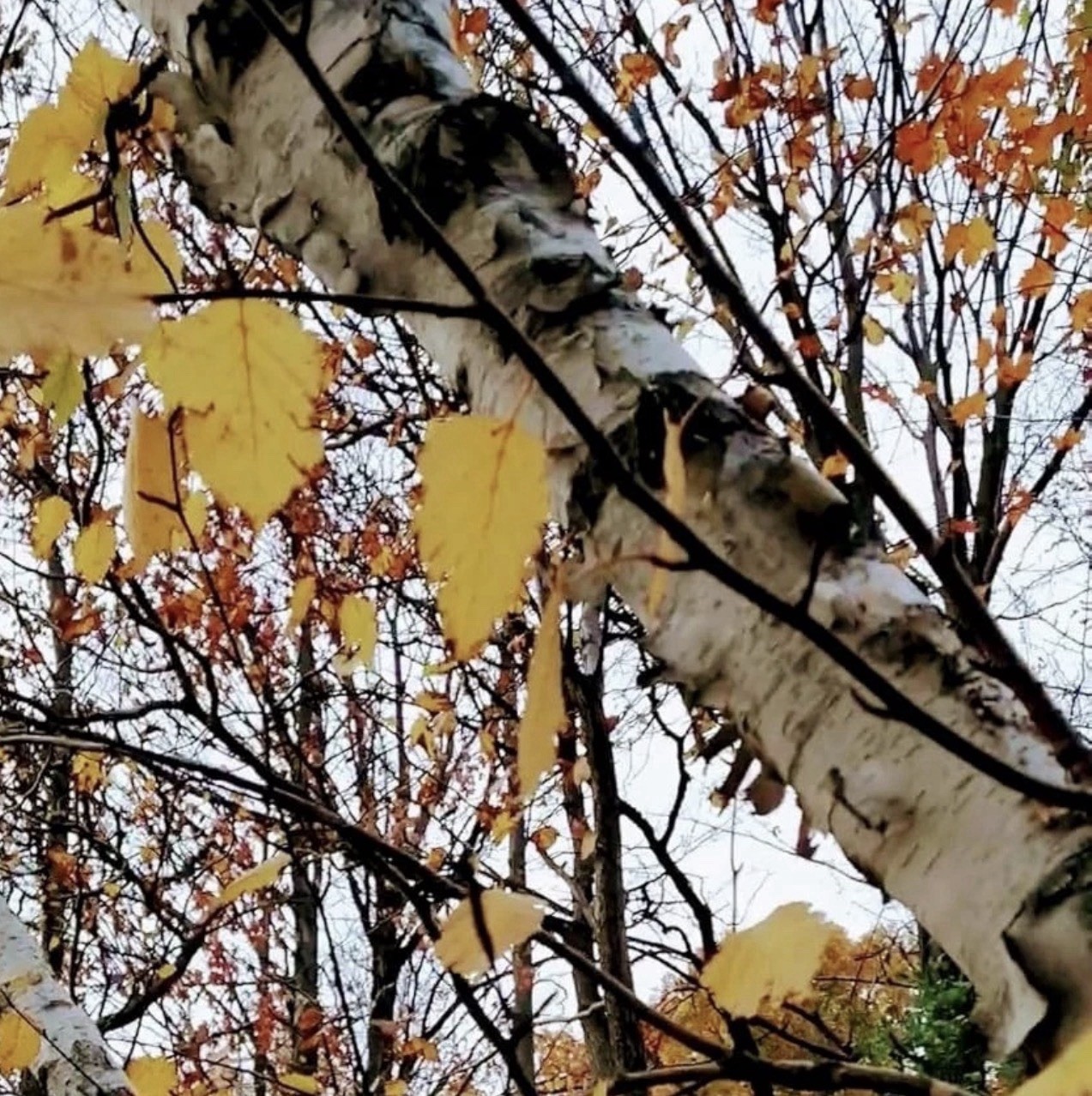 50 Paper Birch Seeds, Betula papyrifera American White Canoe Birch Native Tree