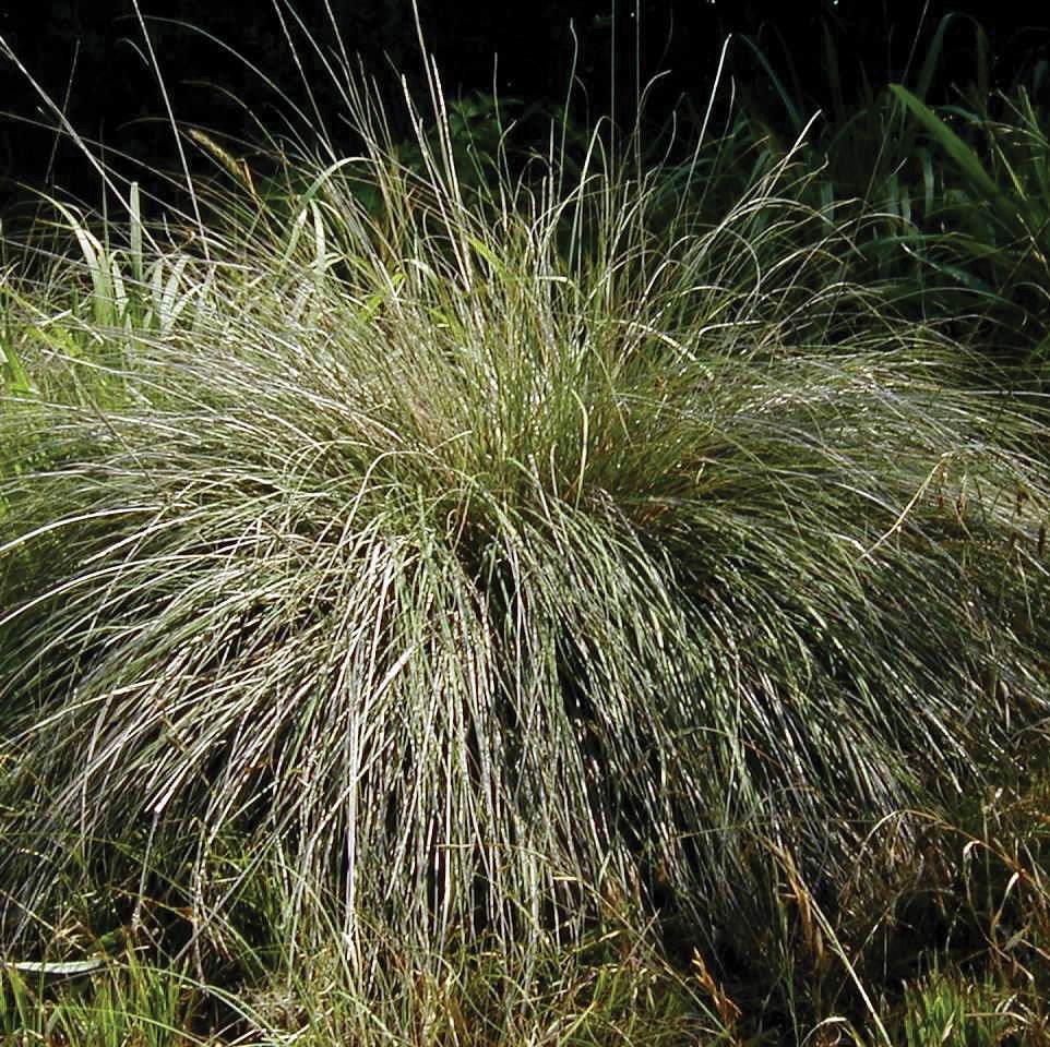 Muhlenbergia ringens | Deer Grass | Deer Muhly | Meadow Muhly | 25 Seeds
