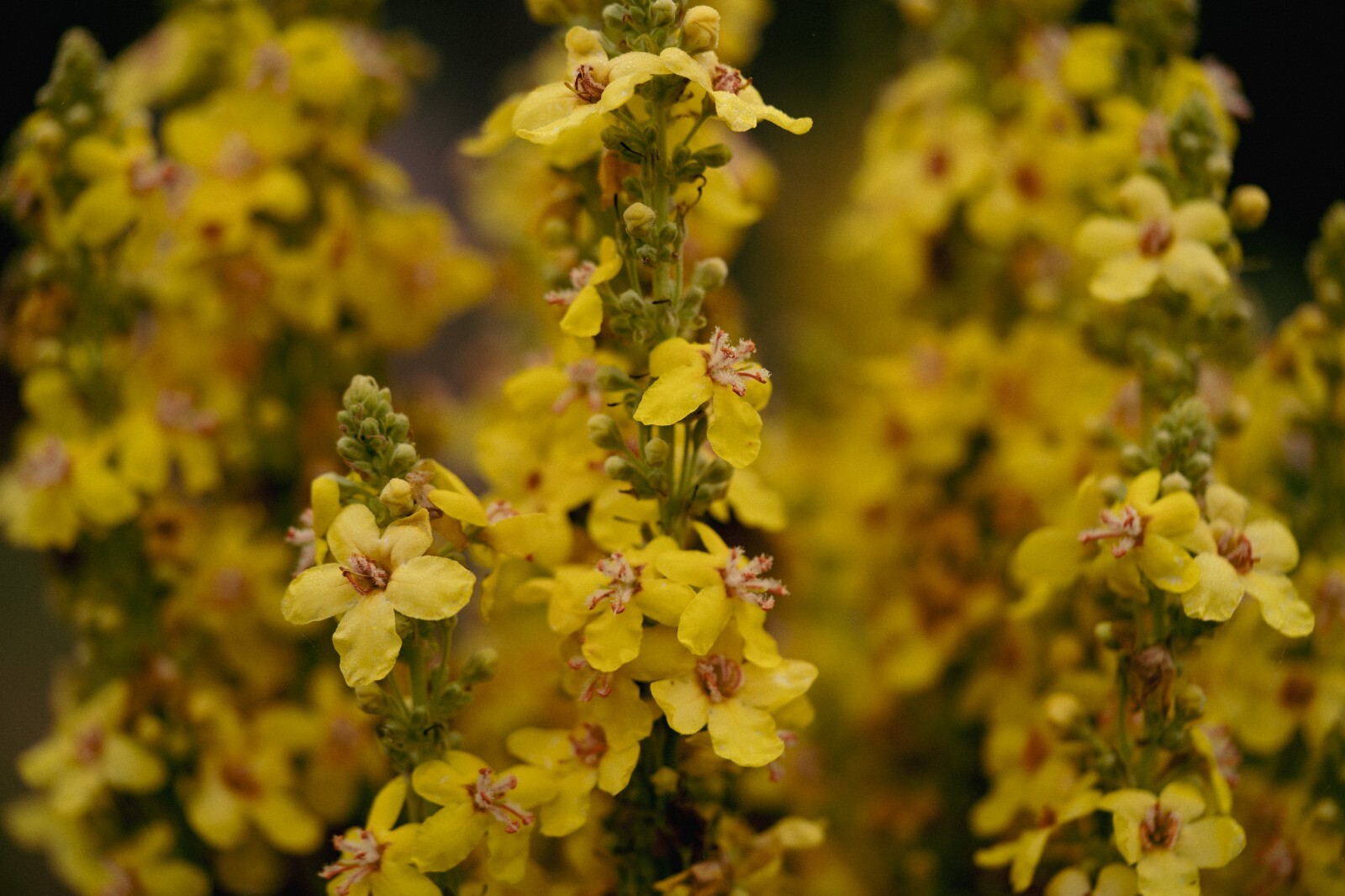 Dense-Flowered Mullein Seeds: Verbascum densiflorium, Cert. Organic, Denseflower
