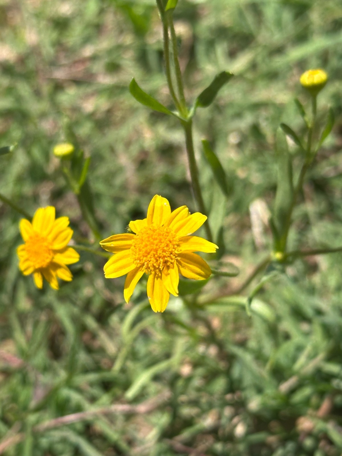 Nodding Bur Marigold Seeds California Native Seeds Bidens Cernua For Pollinators