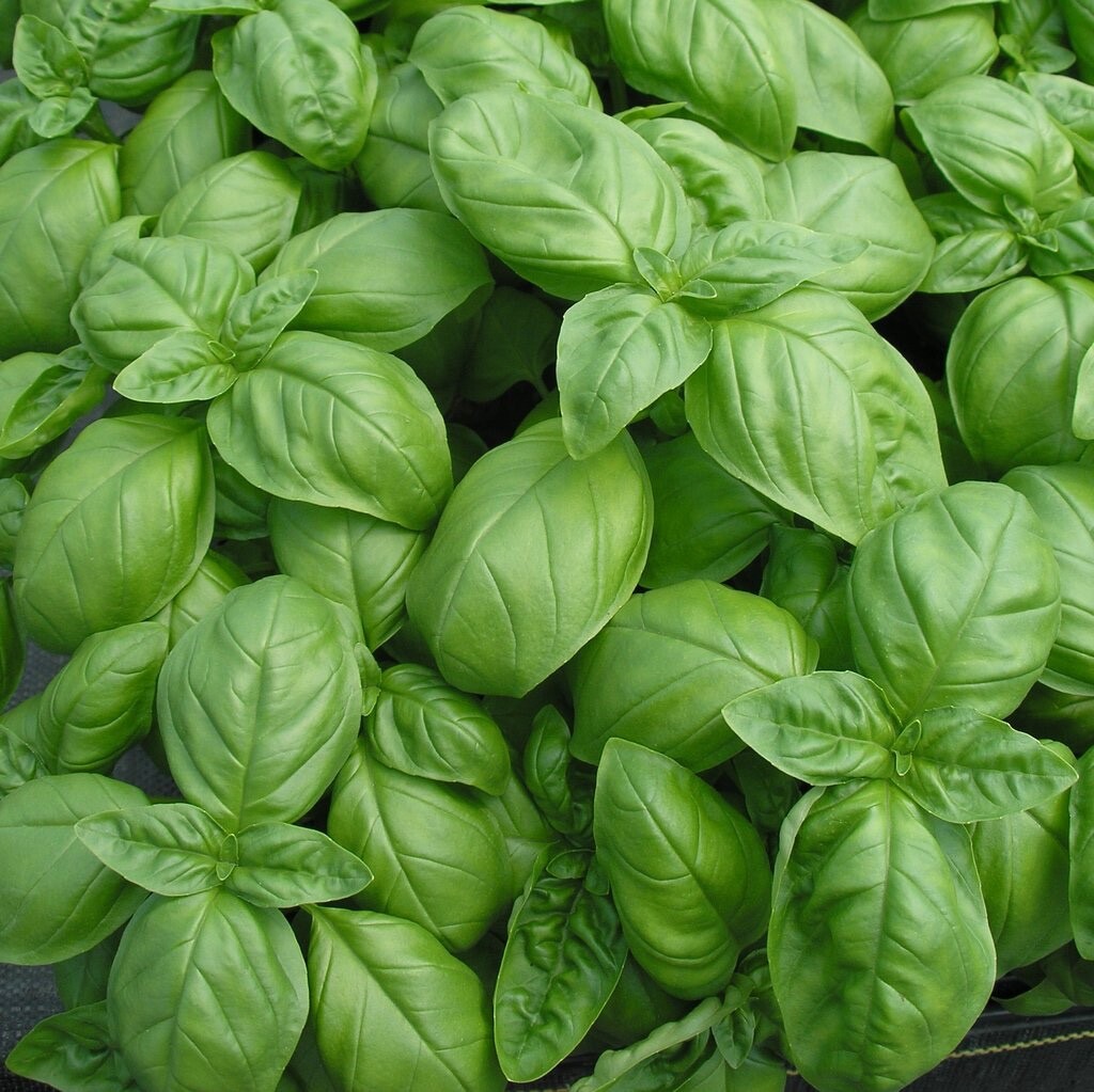 200+ Organic Sweet Italian Basil Seeds, Culinary Herb Make Best Pesto