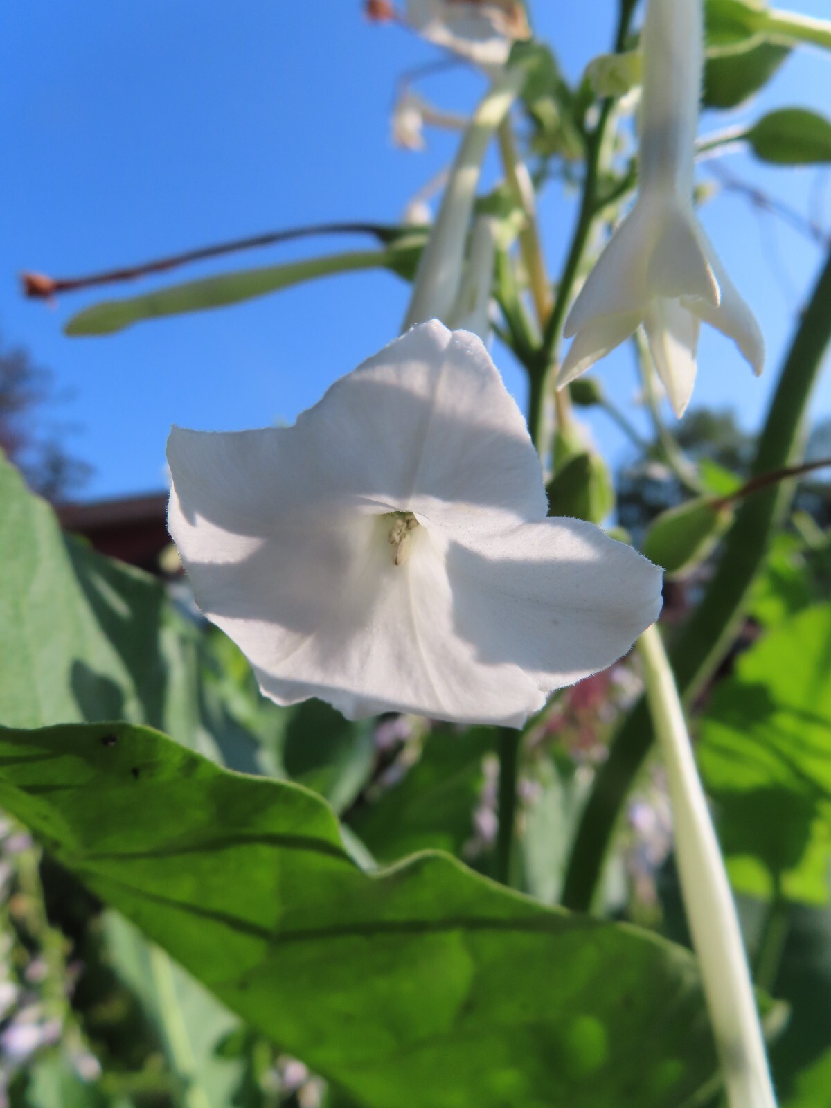 Nicotiana – Only The Lonely – Intoxicating Fragrance White Flowers -Organic Seed