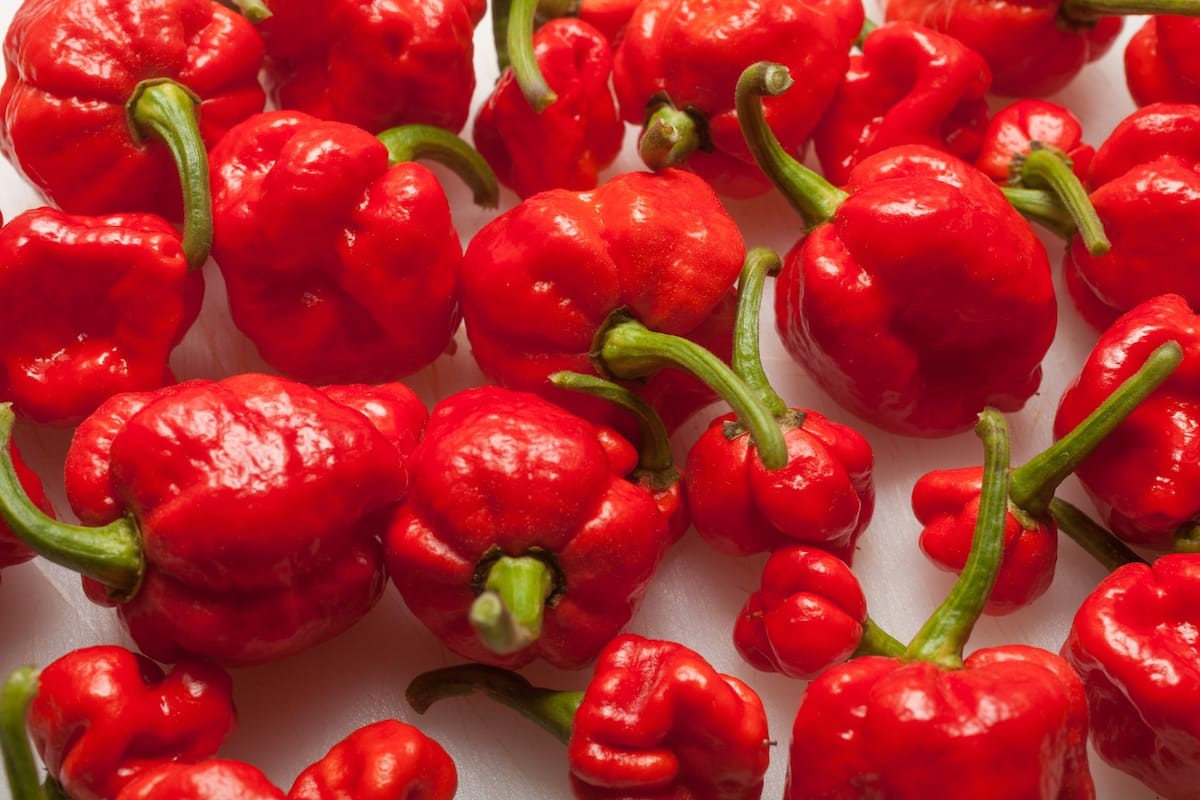 Trinidad Moruga Scorpion Super EXTREMELY HOT PEPPER!!! 10 Seeds Free Shipping!