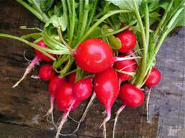 RADISH, CHAMPION, HEIRLOOM, ORGANICLY GROWN 50+ SEEDS, PERFECT SALAD RADISH